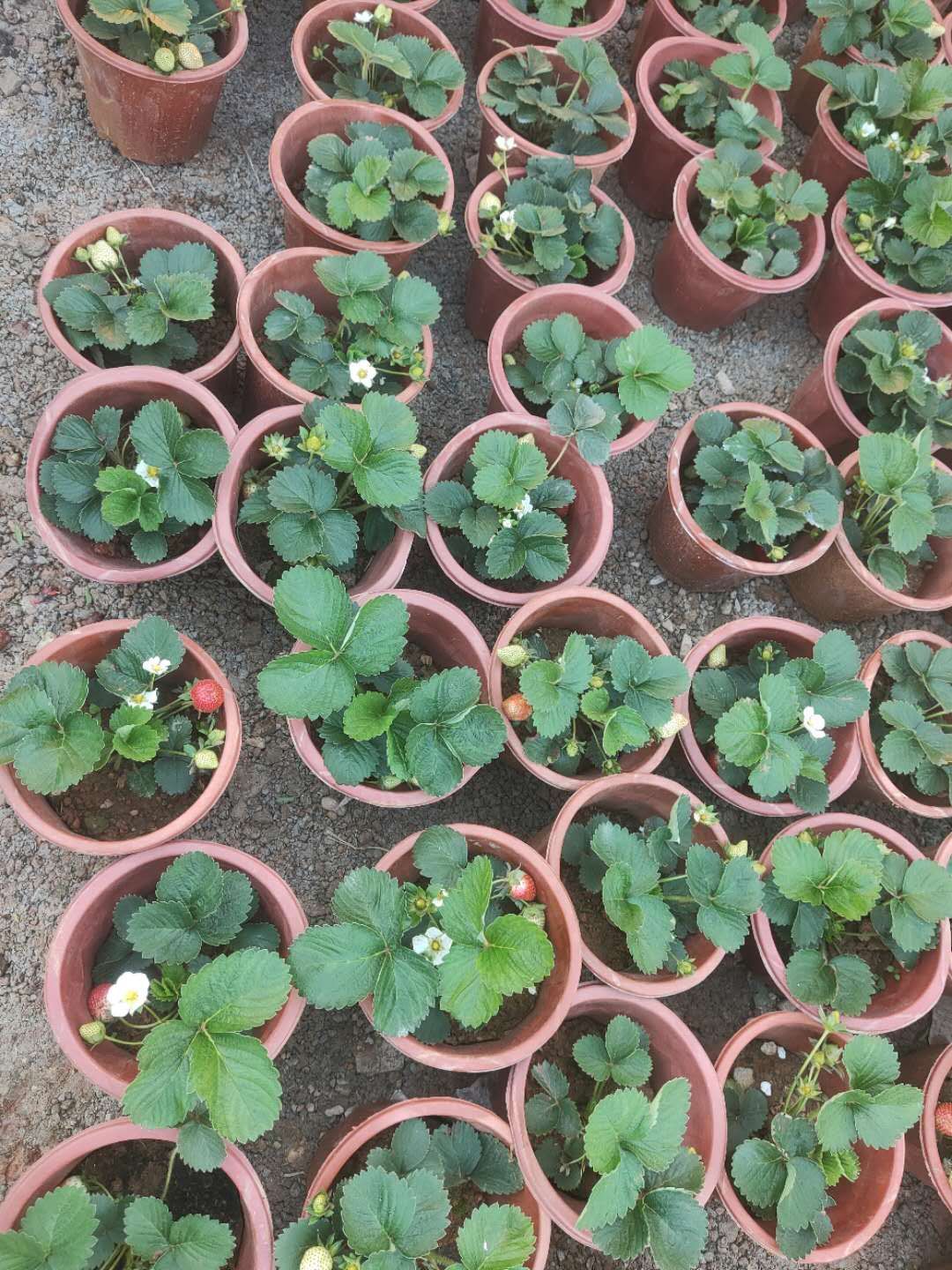 草莓苗 牛奶味草莓果苗地栽盆栽 阳台 庭院种植 带营养杯发货