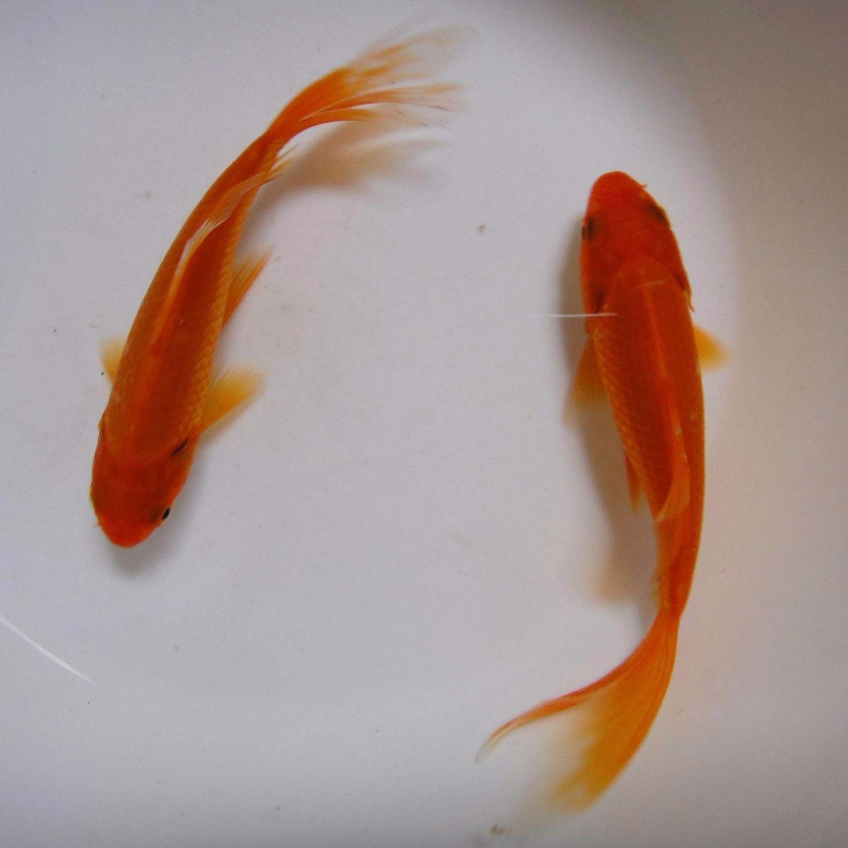 红草金鱼观赏鱼锦鲤通货1-3cm3-5cm