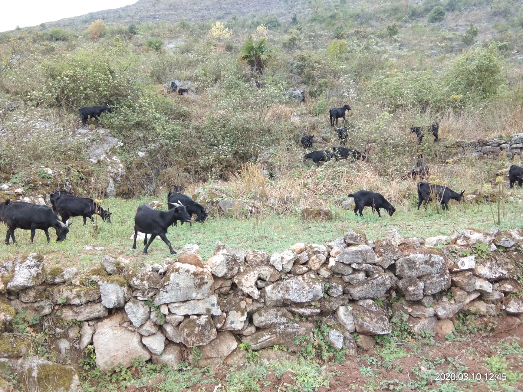 贵州本地小耳黑山羊出售