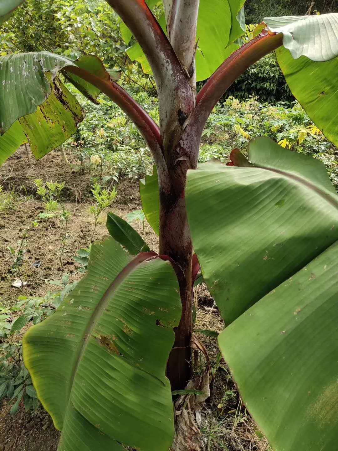 [南洋红香蕉苗批发] 红皮香蕉苗价格5.5元/株 - 惠农网