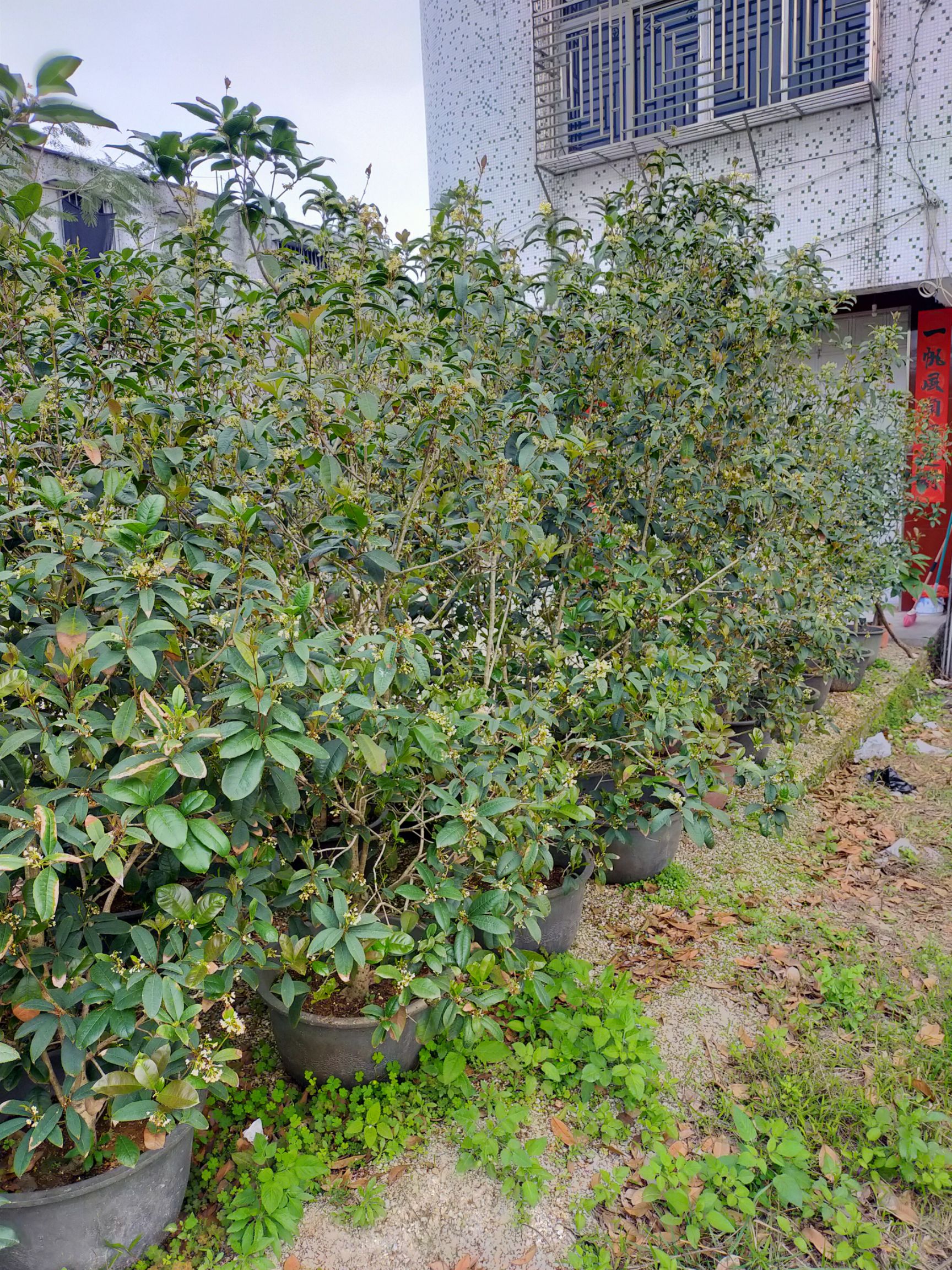 九龙桂 桂花,四季桂花