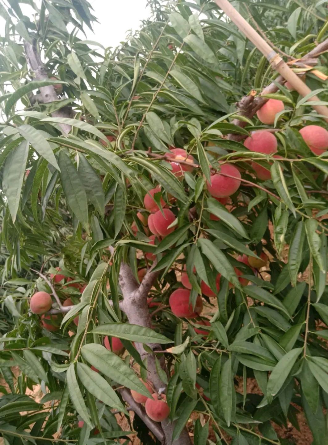 沂蒙霜红桃树苗 沂蒙霜红优质桃苗,自家苗木嫁接种植,基地直发