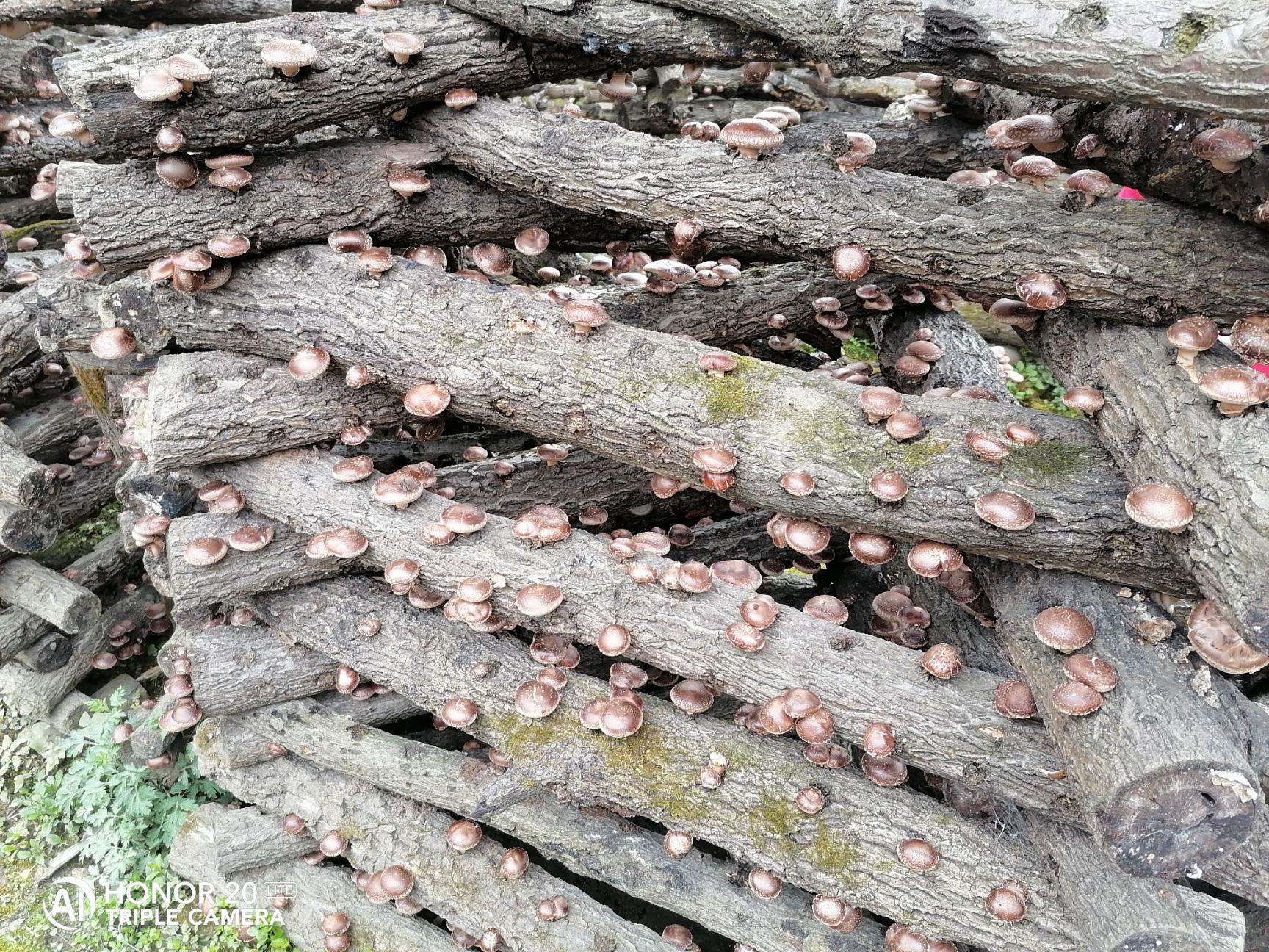 大山深处纯正的无公害原始种植的椴木含硒香菇