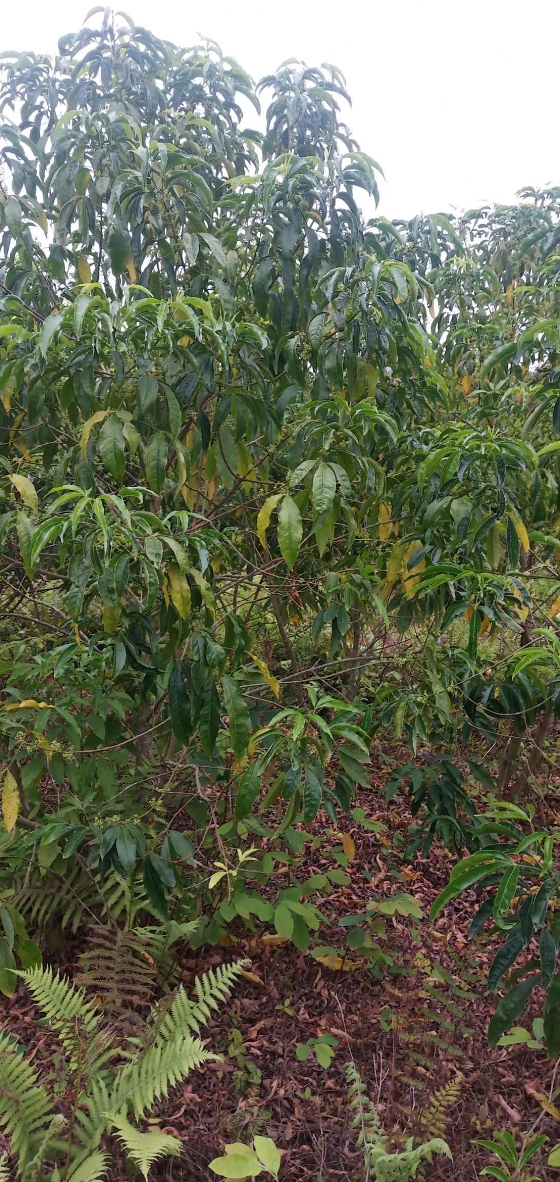 大量出售三丫苦,7年树