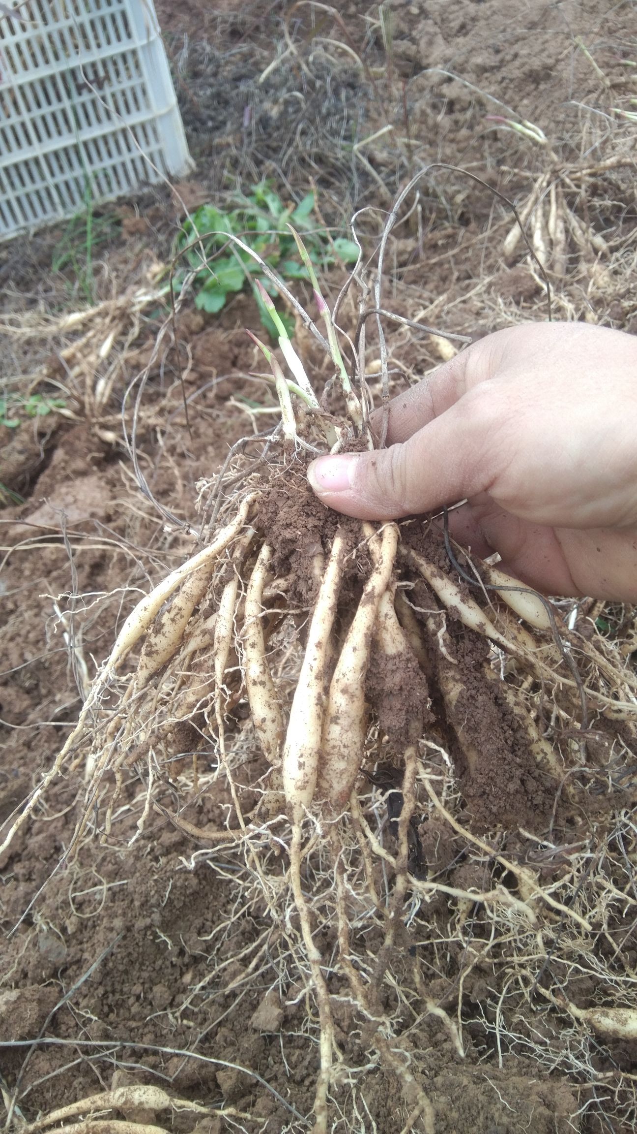 大量百部根苗出售