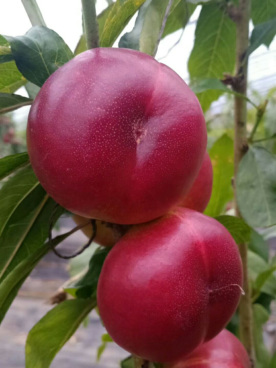 油蟠桃苗 金霞早油潘