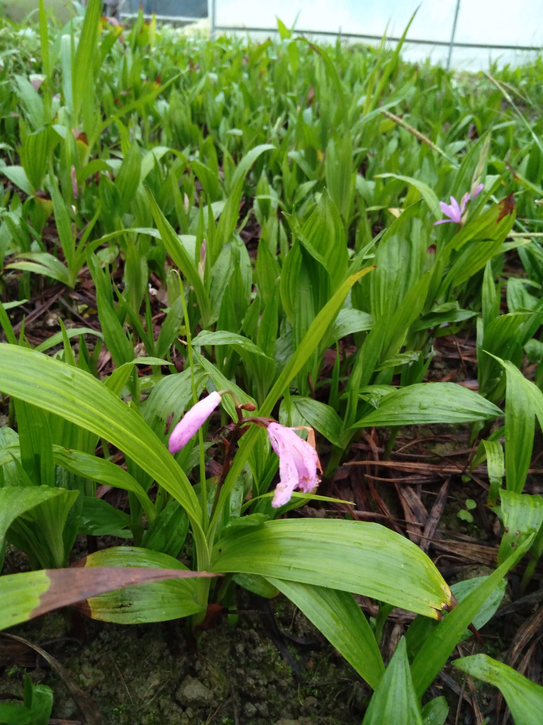 紫花白芨苗 白芨基地训化苗