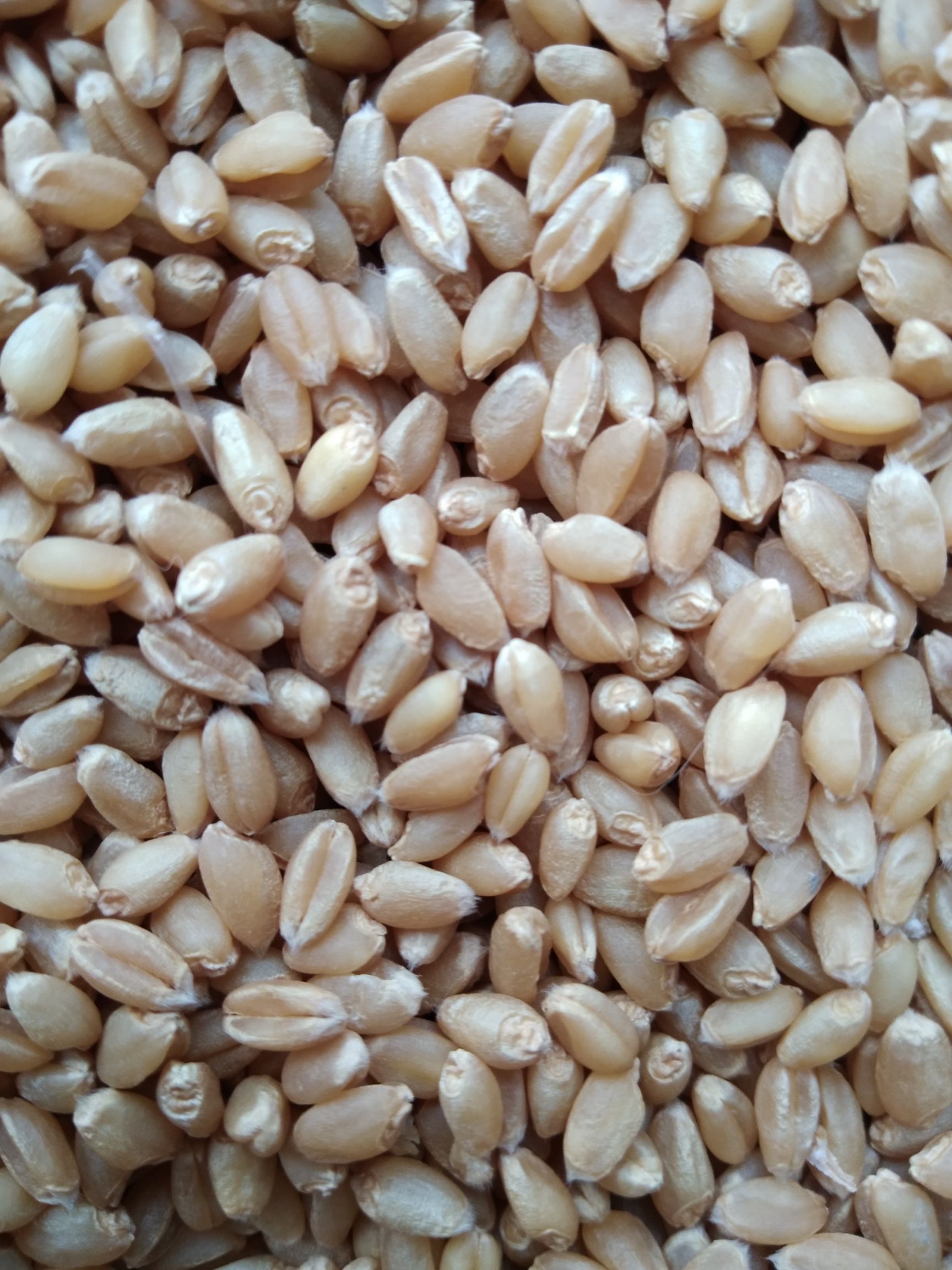 小麦种子 常规种 ≥99% ≥99% ≥99% ≤10%