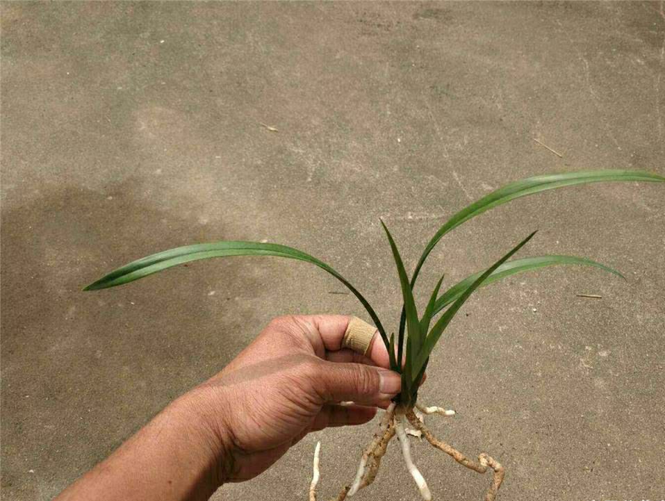 一号红壳素 建兰名品