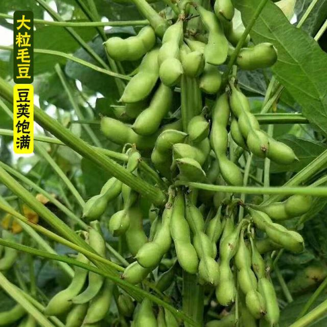 【大荚毛豆种子】早熟毛豆特大荚非转基因大毛豆种子农家黄大豆子