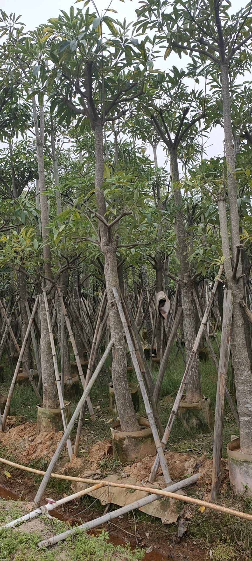 盆架子《灯台树》