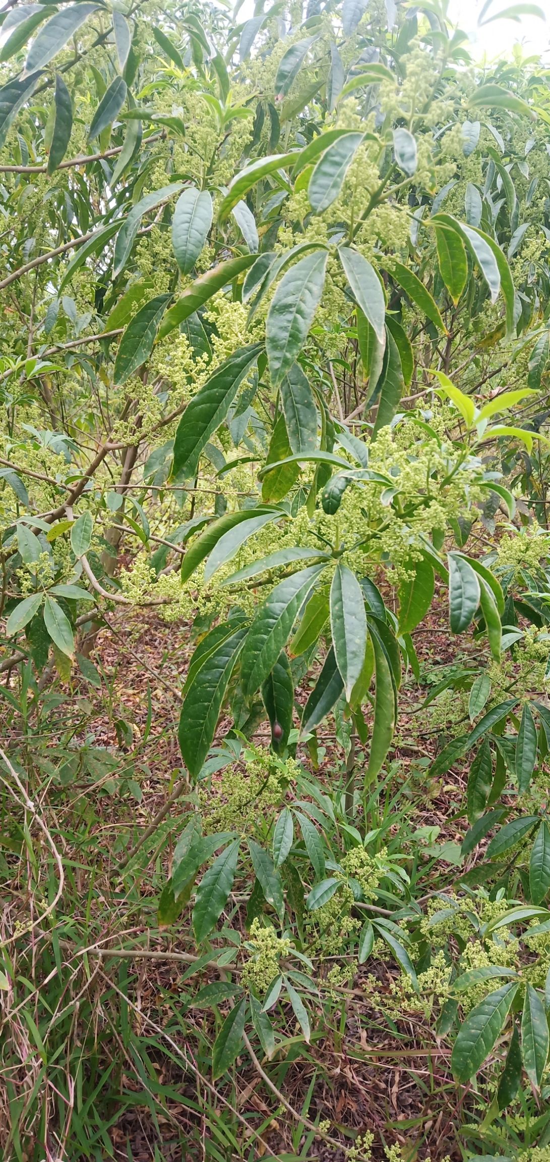 大量出售三丫苦,7年树