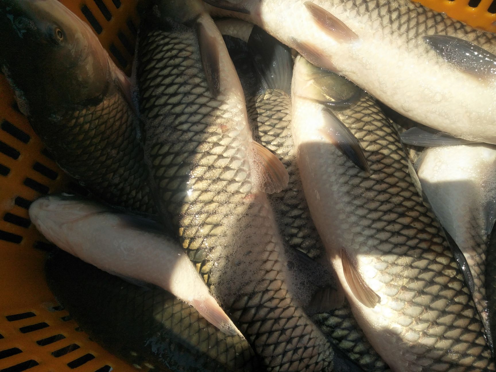 草鱼长期供应云贵川片区和垂钓鱼塘成品鱼或鱼苗规格品种齐全