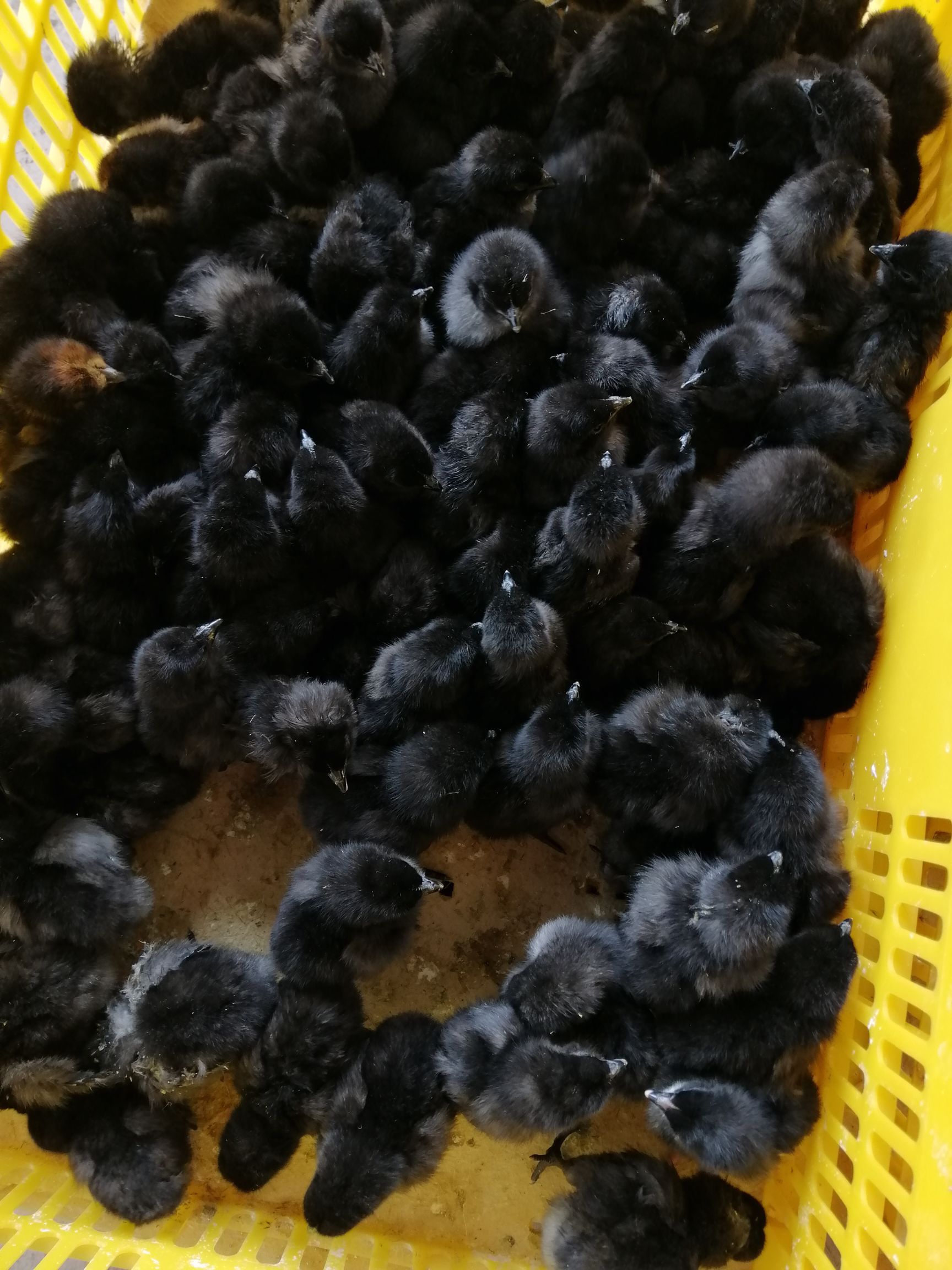 乌骨鸡苗