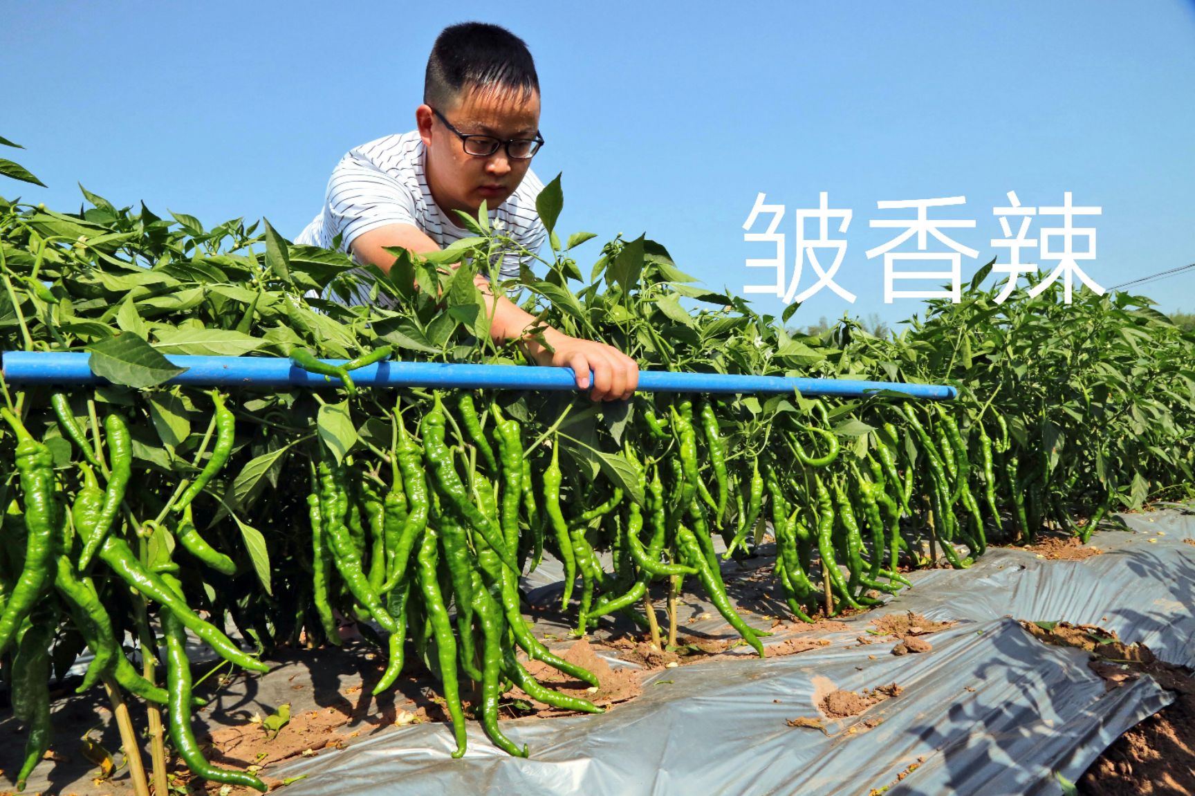 [薄皮辣椒种子批发]薄皮辣椒种子 皮肉薄,味香辣的:皱