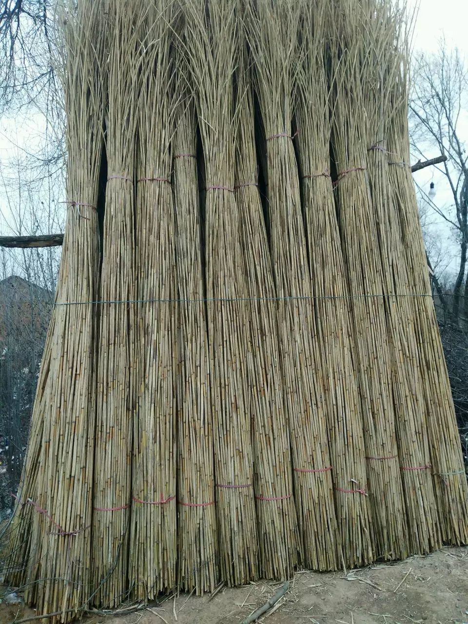 干芦苇粗 芦苇杆 芦苇产地直供