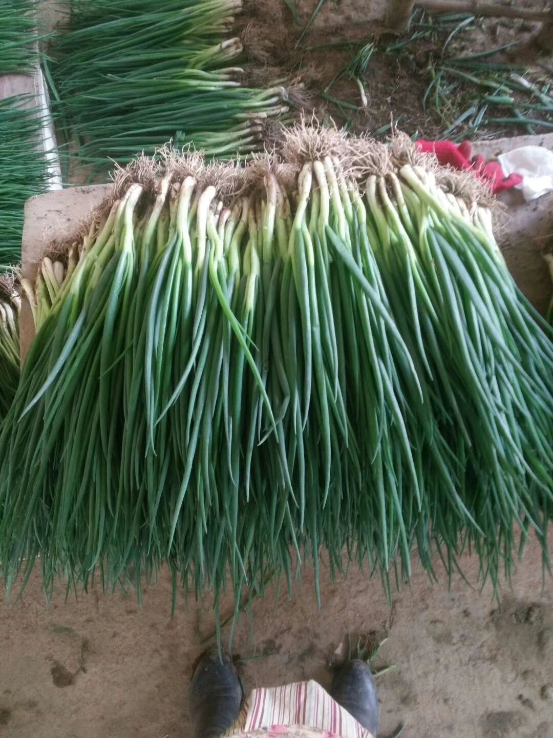 小葱批发 需货量大价格可谈