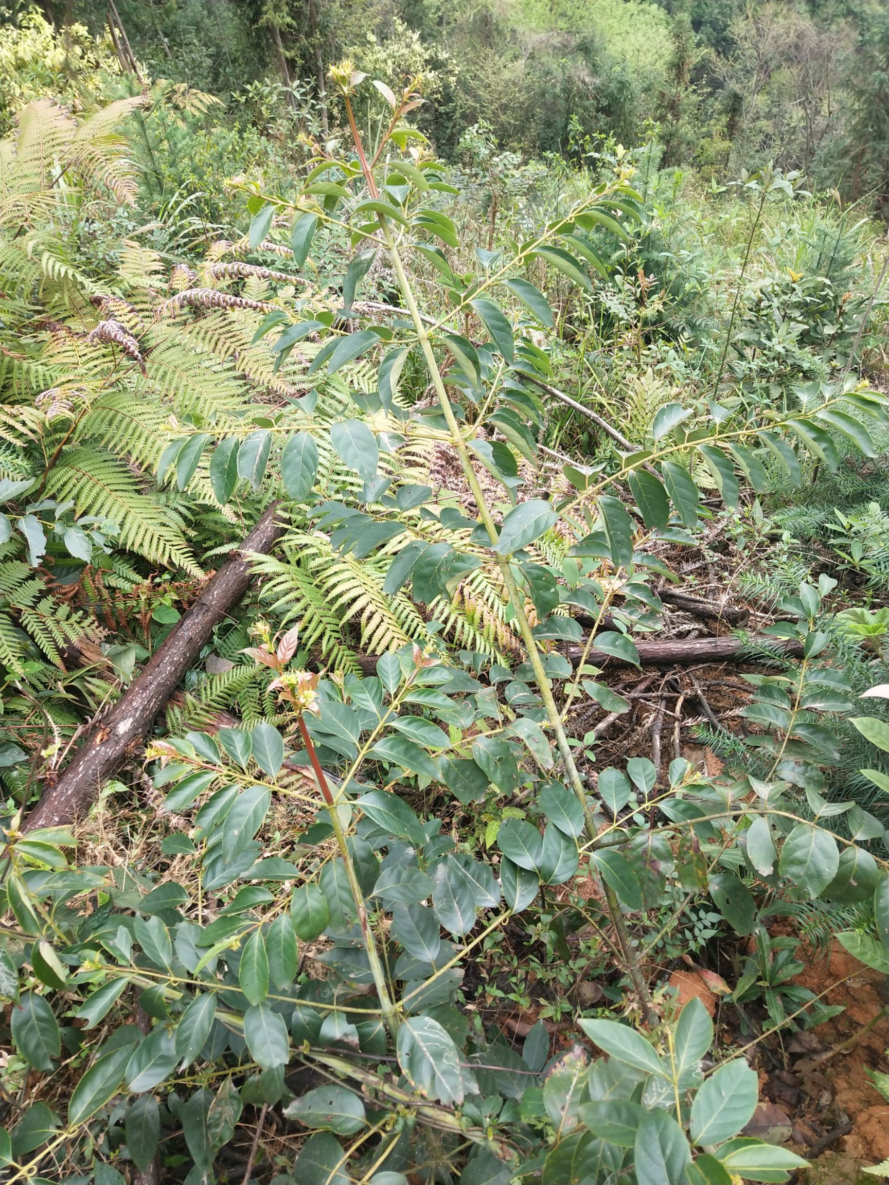 钩藤双钩含钩量不一样价钱不一样多种规格