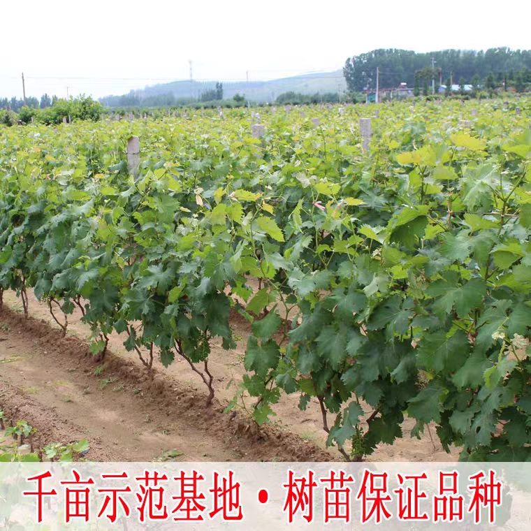 红旗特早熟葡萄苗适合南北方种植嫁接苗质量保证品质优良保湿发货