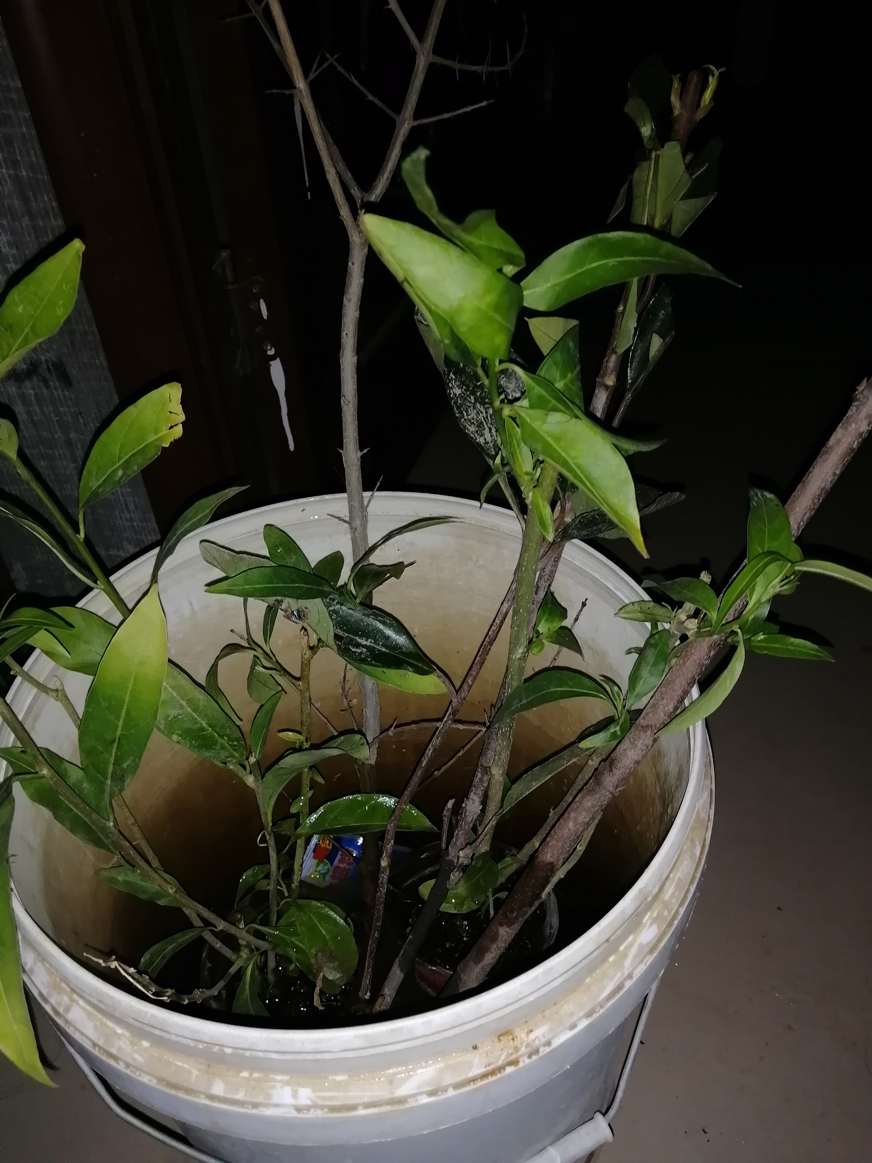 夜来香盆栽夜兰香花苗夜香花树苗晚香玉室内花卉绿植物驱蚊草