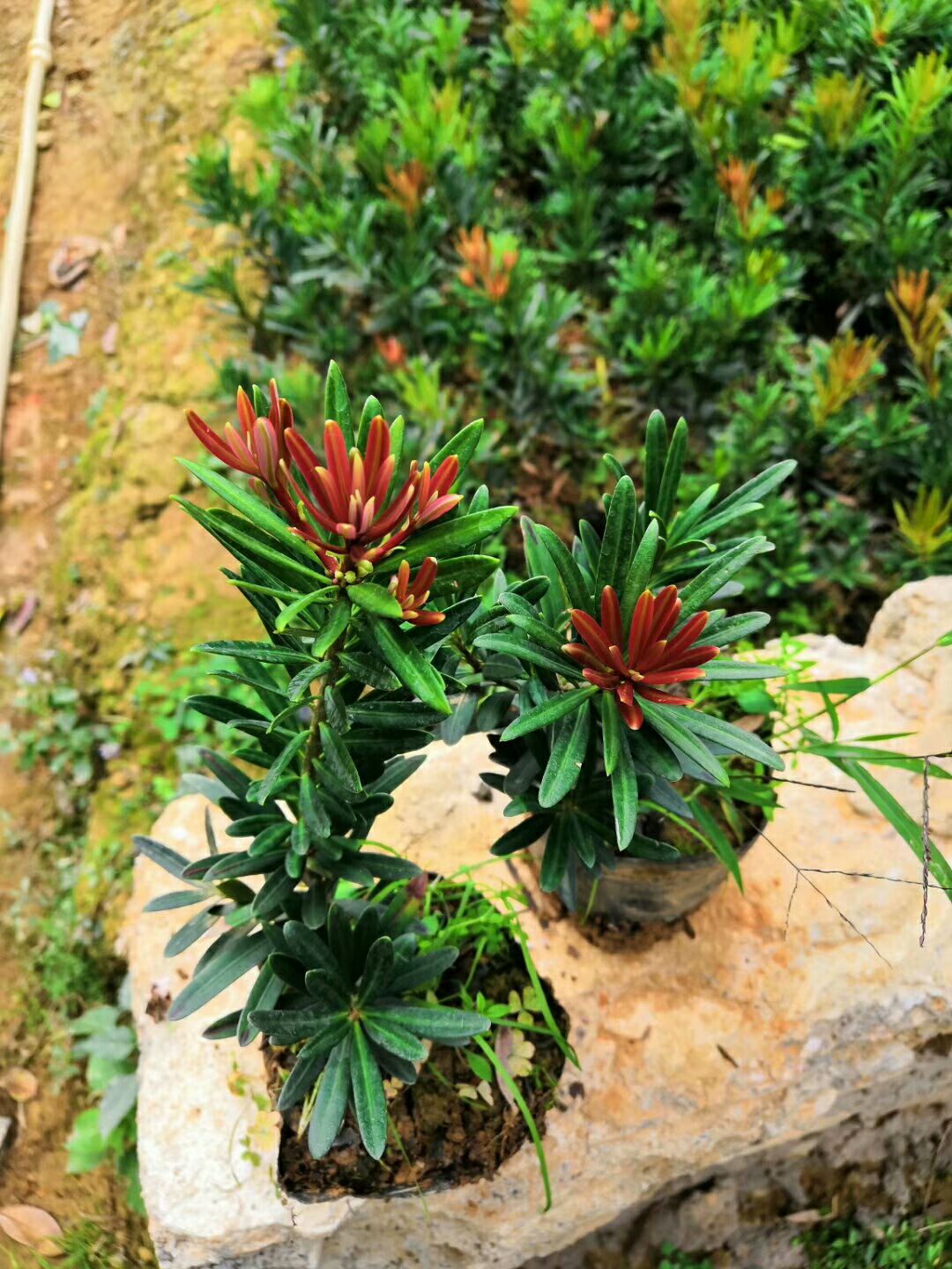 名贵品种红芽罗汉松
