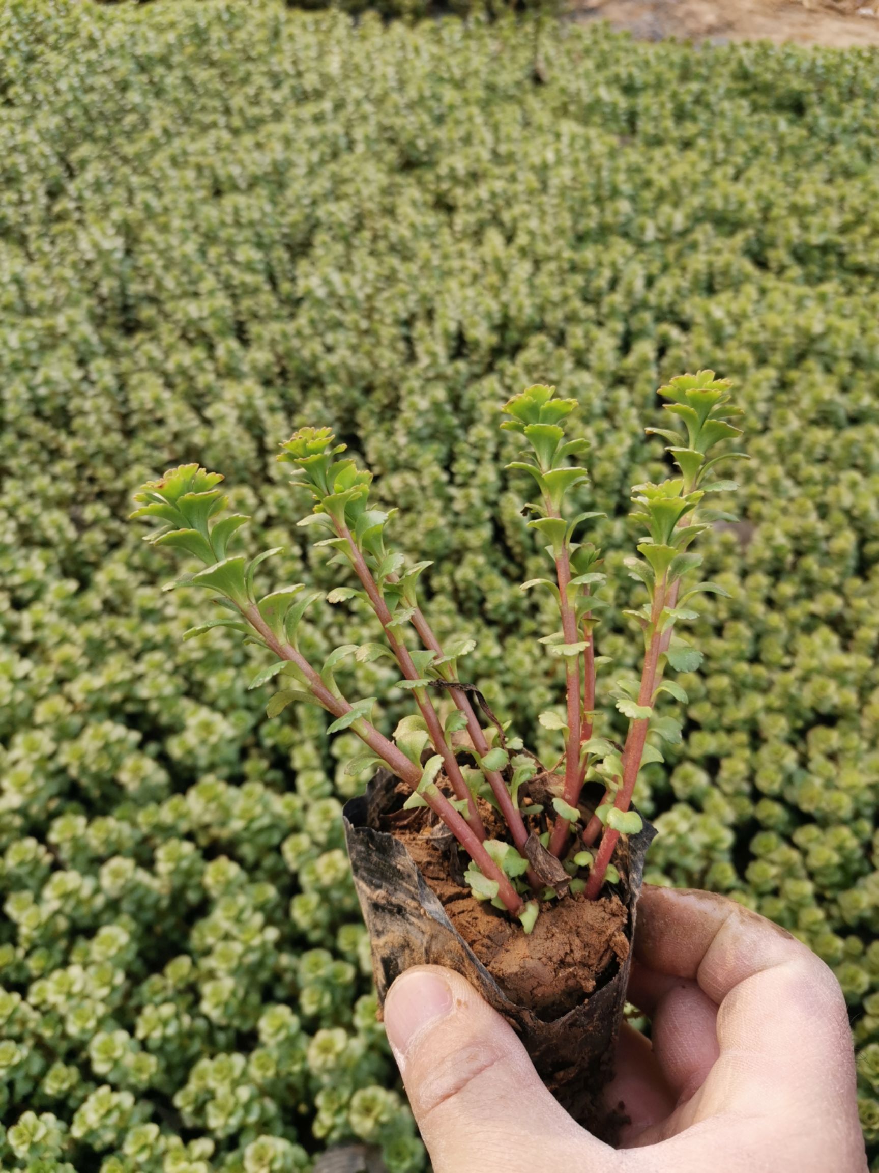 景天三七种子 费菜 景天三七 绿化植物