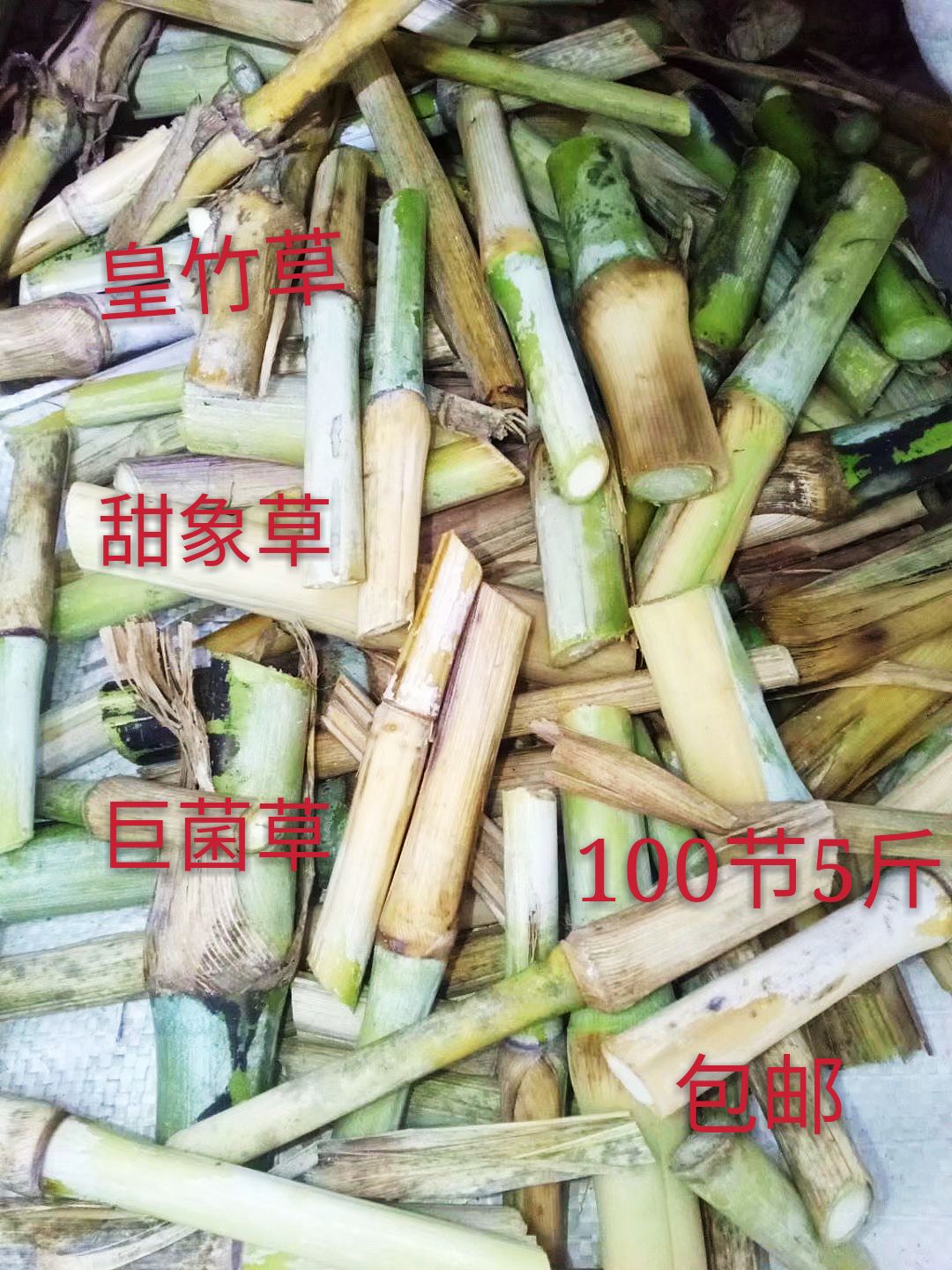 青绿饲料 甜象草巨菌草皇竹草绿洲一号牧草成活率高产量多100节包邮