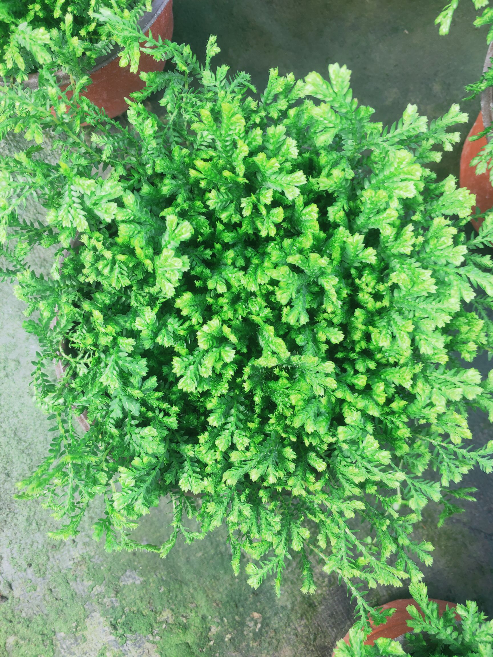 草花 基地直销翠云草(情人草)