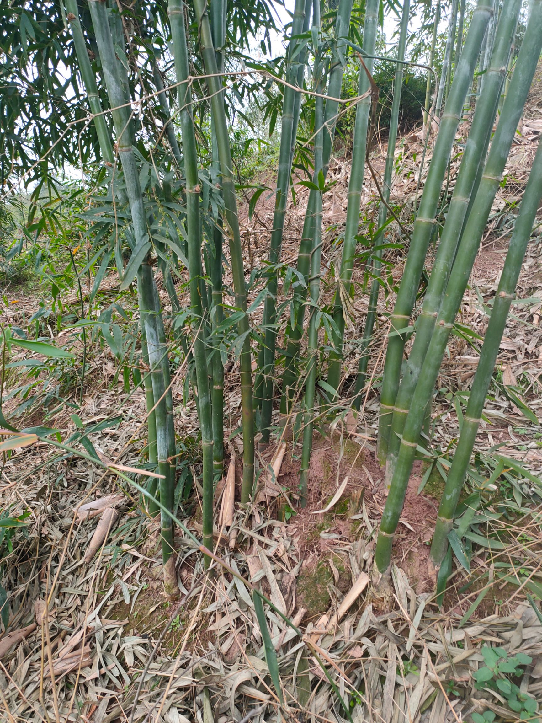 基地直销竹苗沐川巨大黄竹种苗乐山巨大黄竹种苗