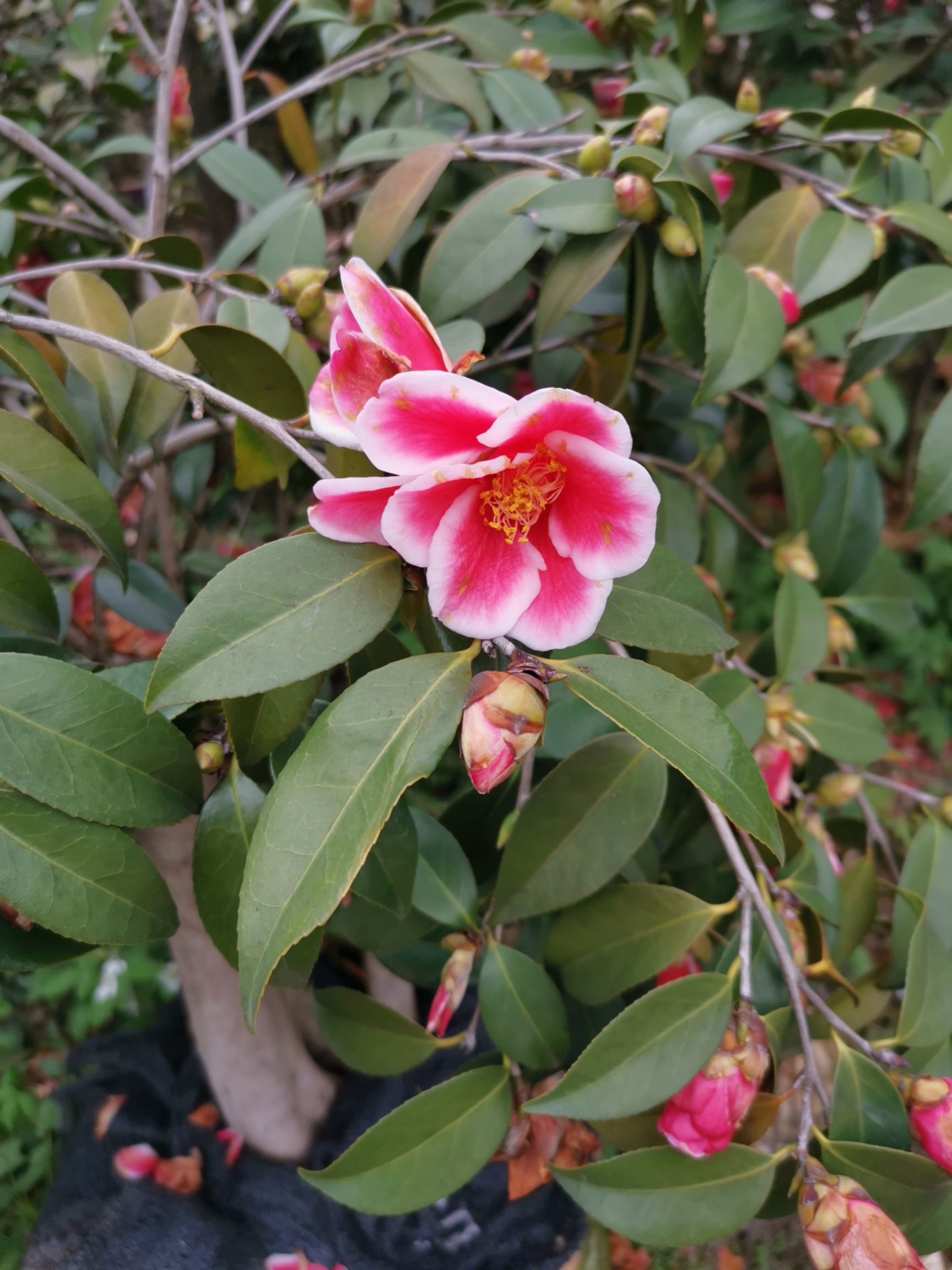 茶花嫁接盆景批发量大