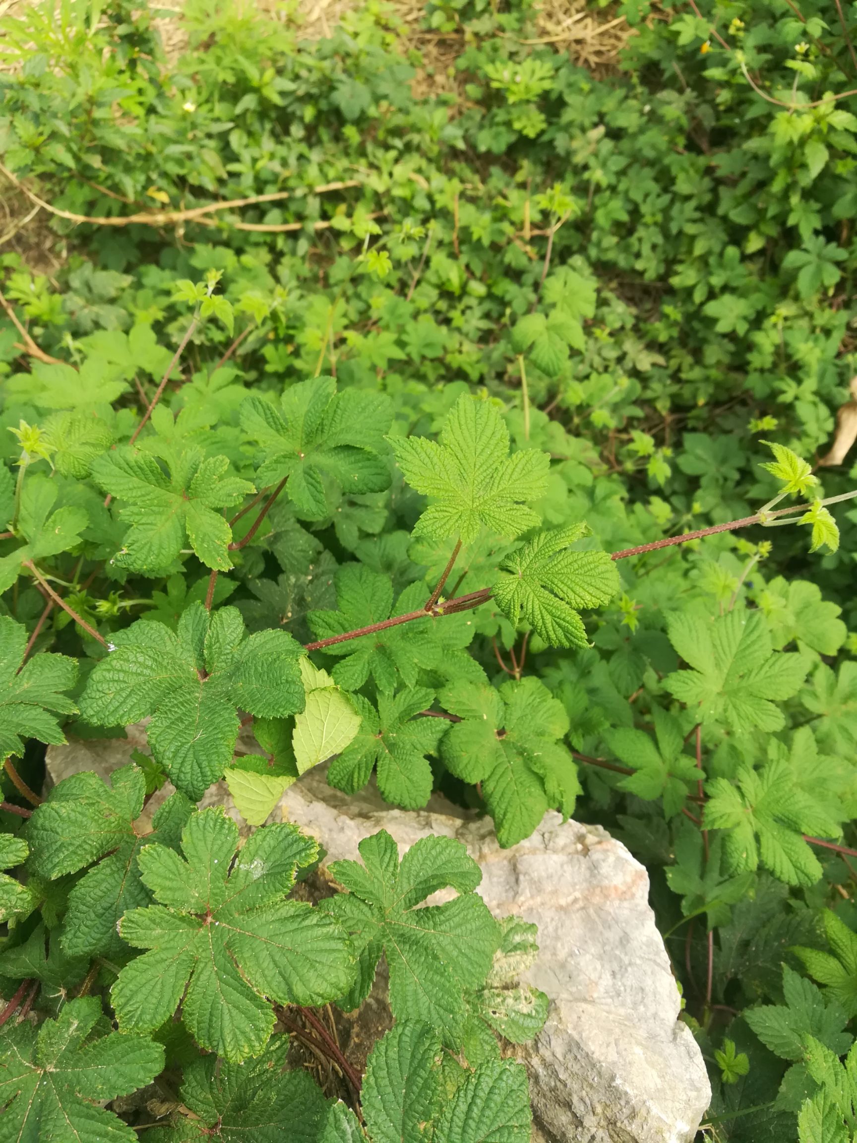 中药材葎草 拉拉秧 拉拉藤 拉狗蛋 箻草 刺刺藤