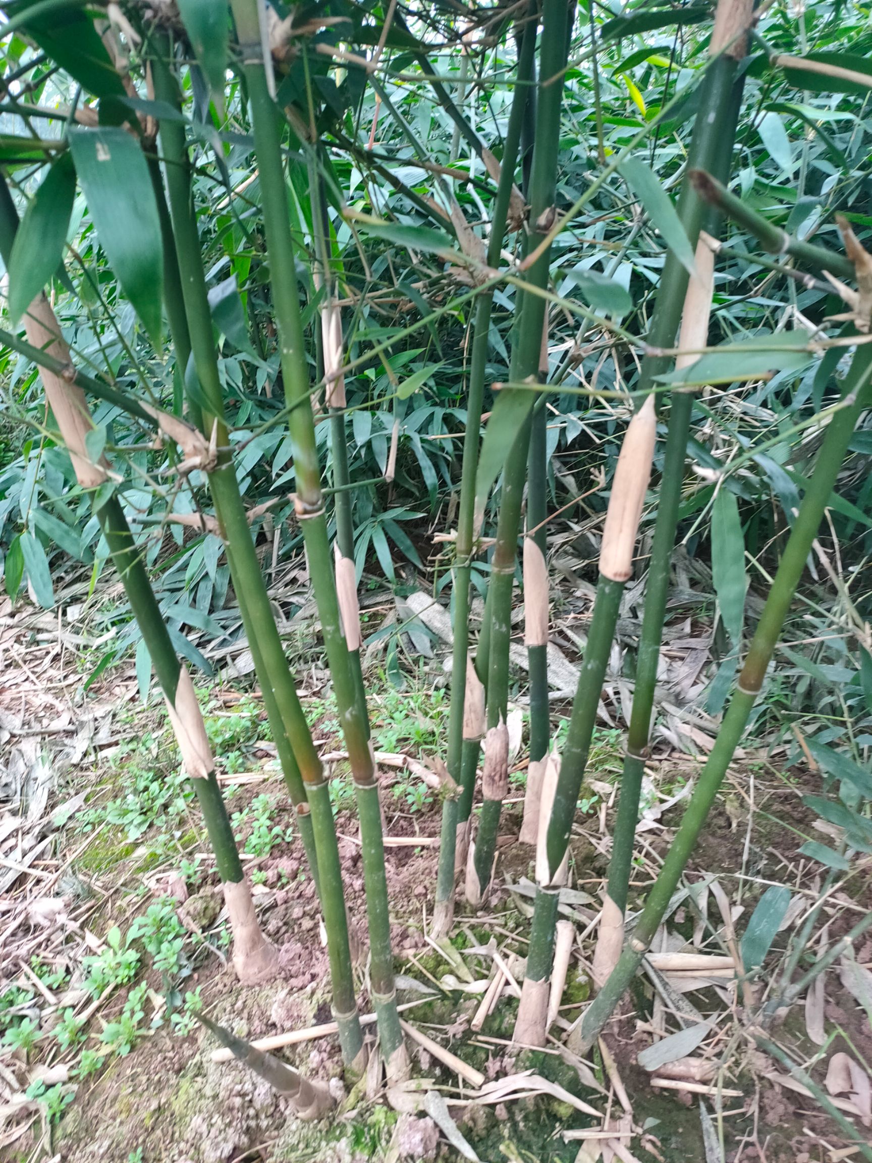 基地直销竹苗沐川巨大黄竹种苗乐山巨大黄竹种苗