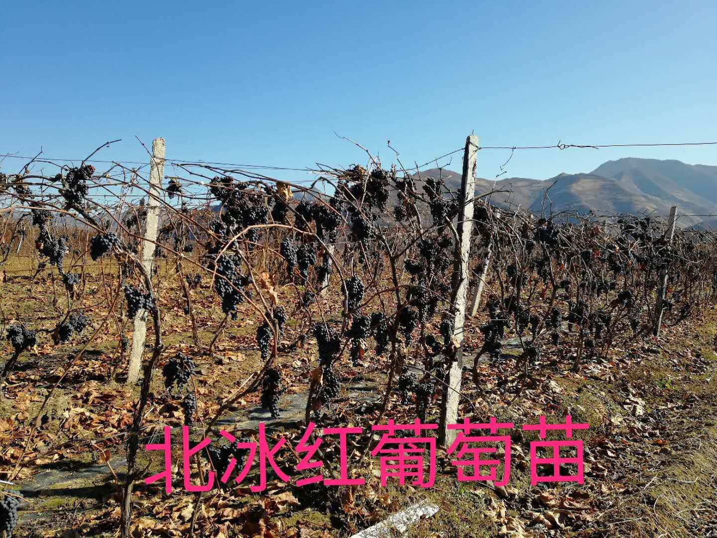 正宗北冰红葡萄苗