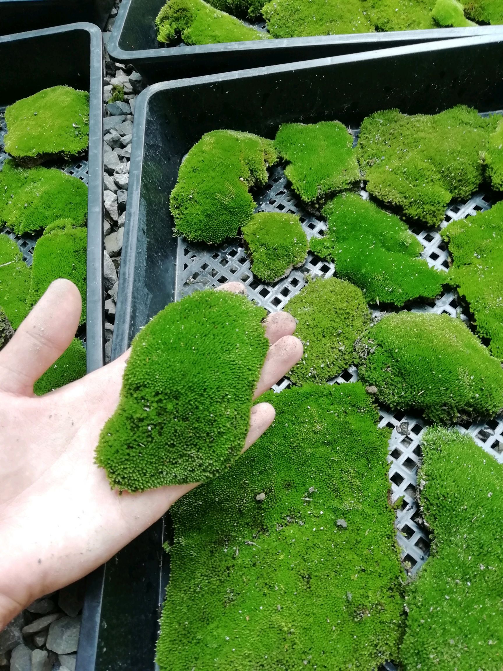 水苔苔藓 优质朵朵藓