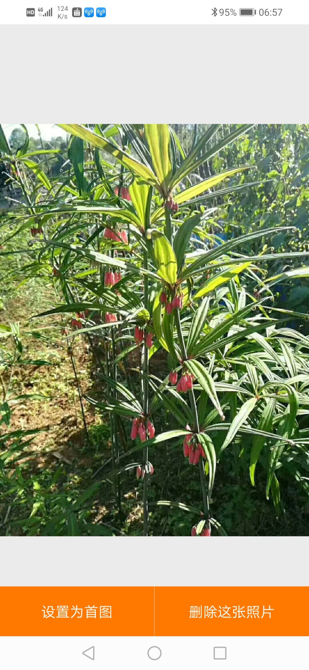 九蒸九制西双版纳红花滇黄精