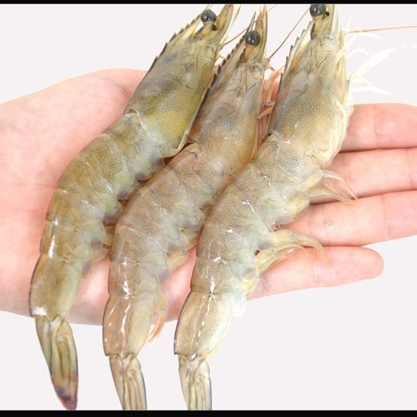 净重4斤水产海鲜大虾鲜活新鲜海虾活体对虾基围虾白虾非青岛大虾