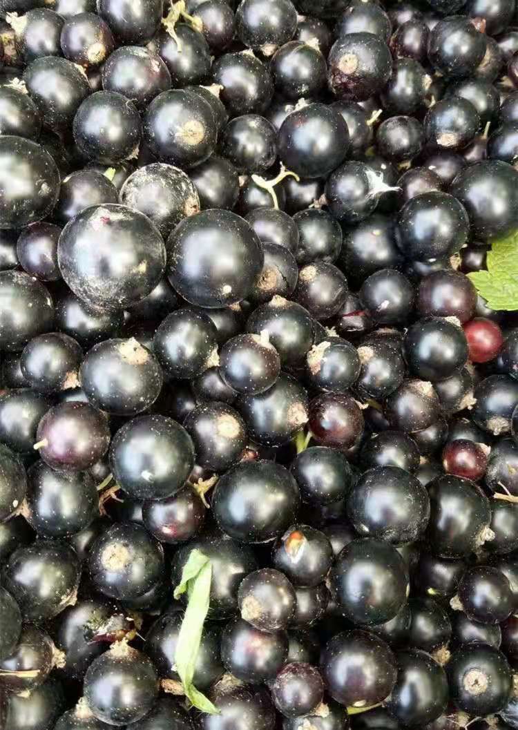 黑加仑苗 黑加仑树葡萄树苗,适合南北方种植,基地直销三包发货.