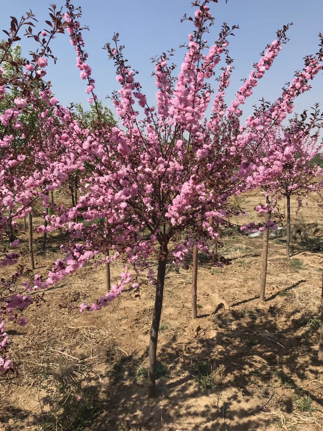 现苗 红叶榆叶梅 红花榆叶梅树苗 观赏效果好 实地看苗订购