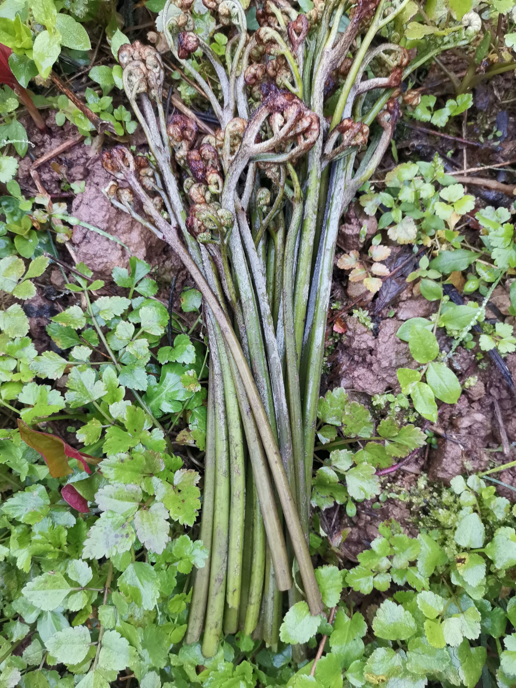 野生蕨菜 新鲜,天然,无圬染.