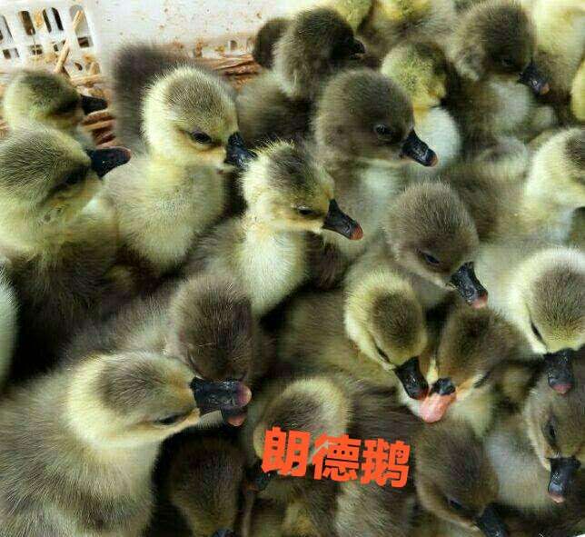 朗德鹅苗