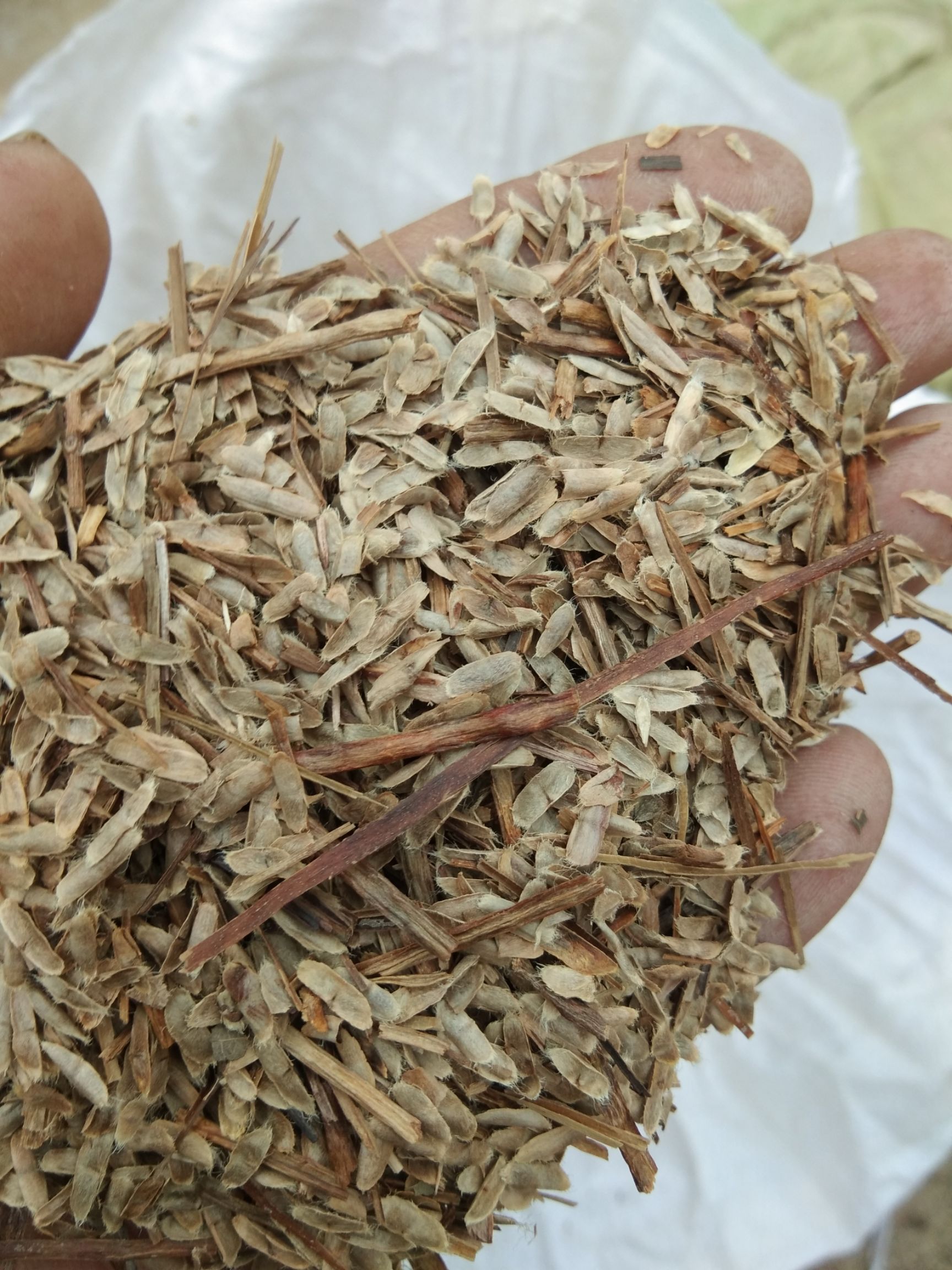 大量出售梓树种子500斤