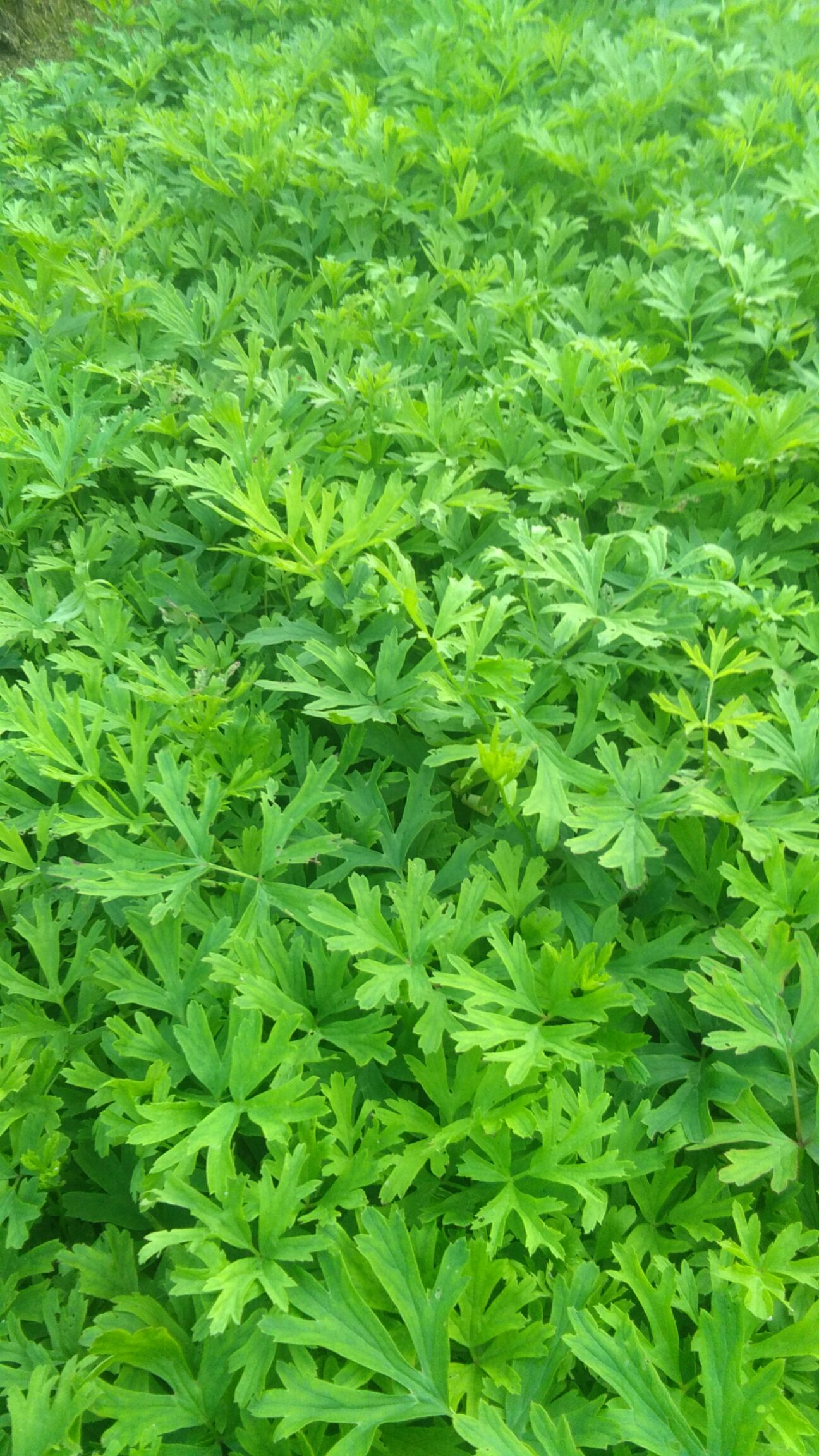 白头翁种苗 白头翁(毛菇朵花)苗,质量好,价格便宜.