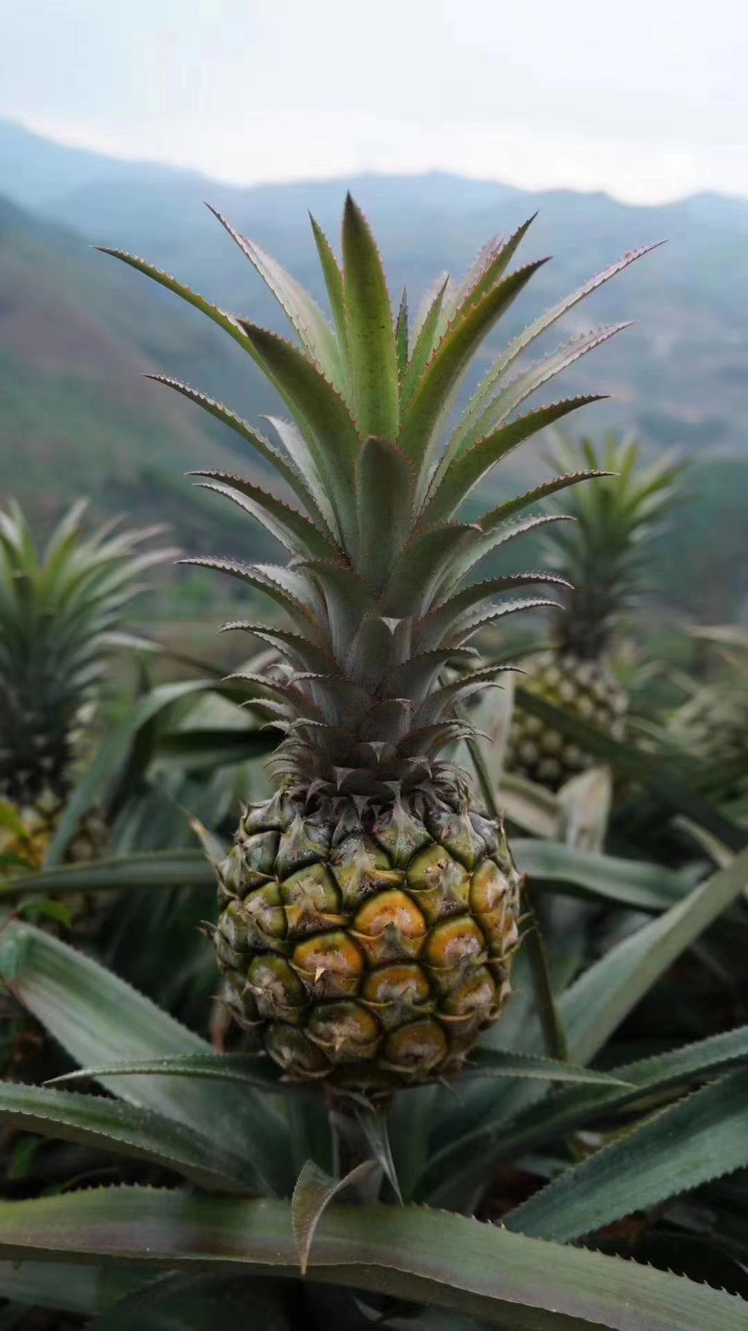 香水菠萝大量出售