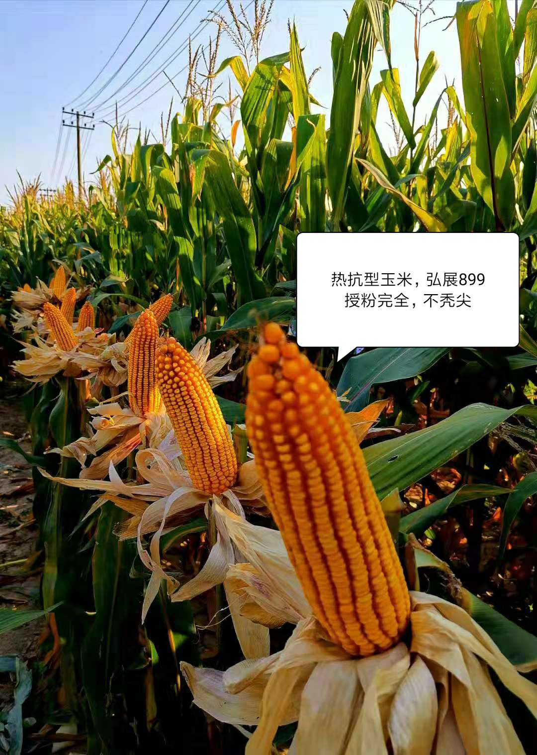玉米种子 耐高温,耐密植,热抗新型玉米品种,弘展899,种地大户首选