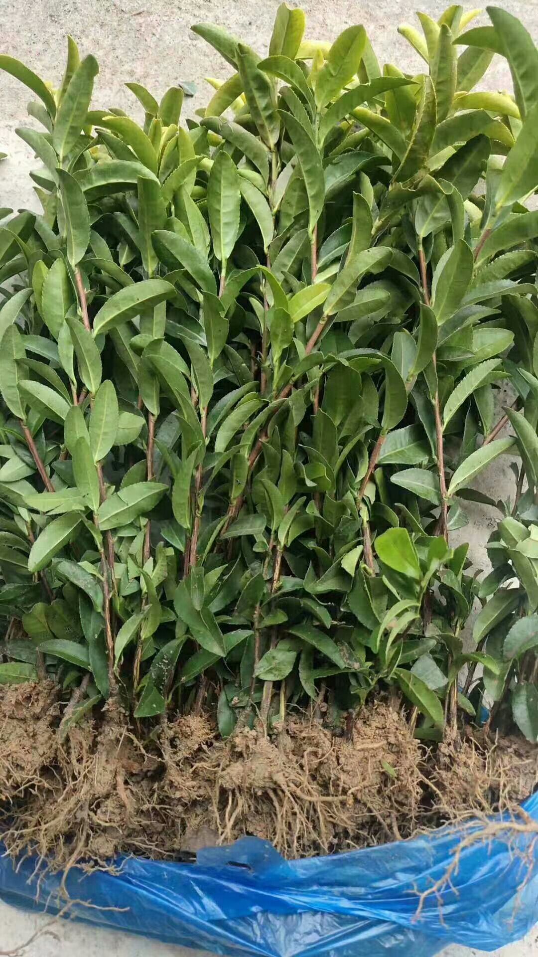 绿茶树苗 绿茶苗20起