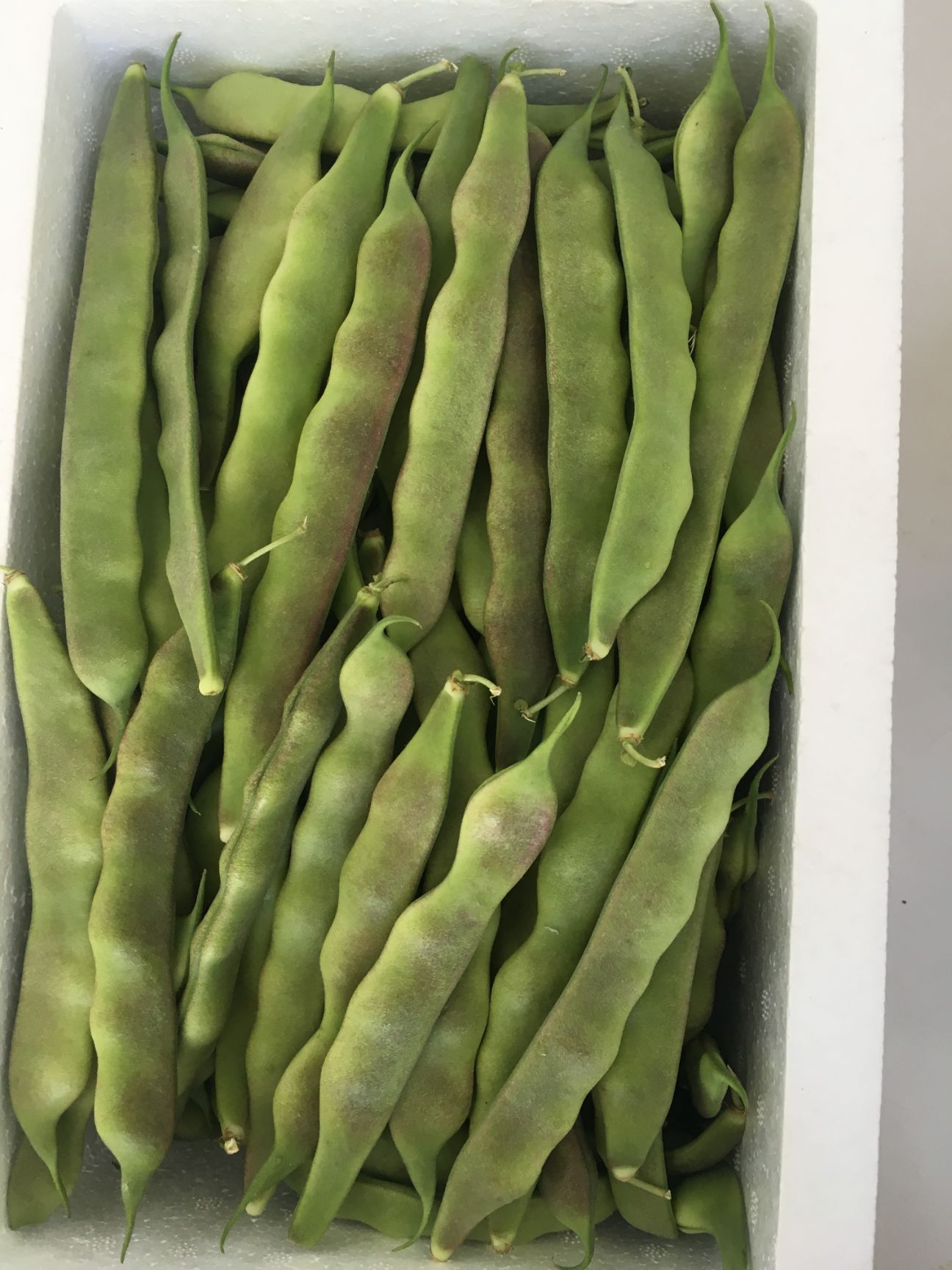 中温大棚种植油豆角一点红东北油豆角