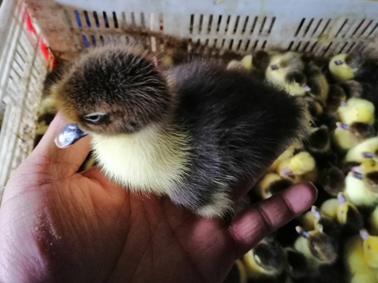 黑番鸭苗 大种黑番鸭