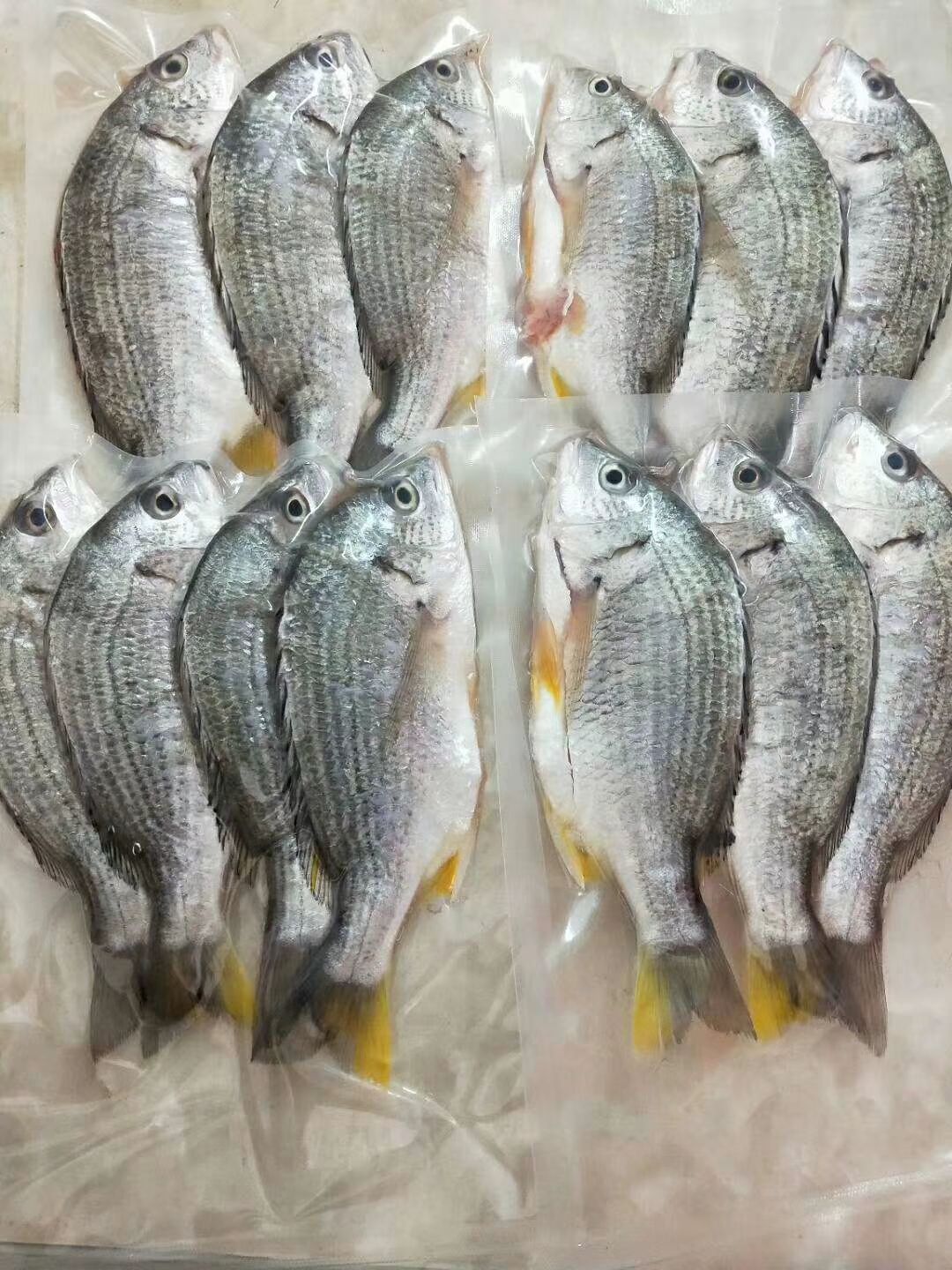 [珍珠龙胆石斑鱼批发]珍珠龙胆石斑鱼 湛江海产品杂鱼