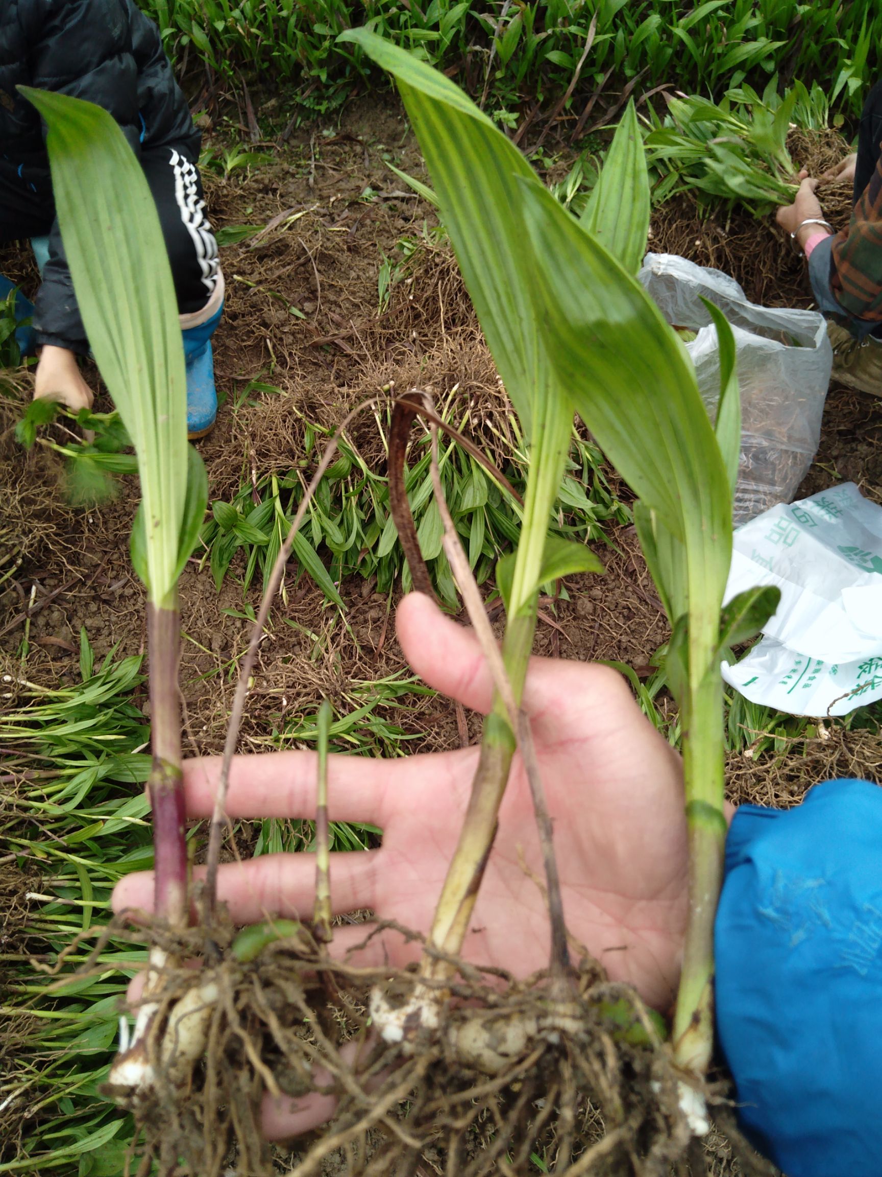 紫花白芨苗 宽叶 根粗 块茎三公分以上