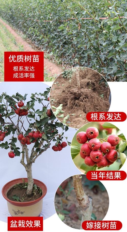 大金星山楂树苗 三年山楂树,品质保证,质优价廉.